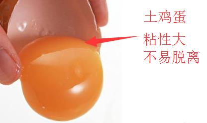 土雞蛋與普通雞蛋有什么區別 土雞蛋與普通雞蛋營養價值對比分析