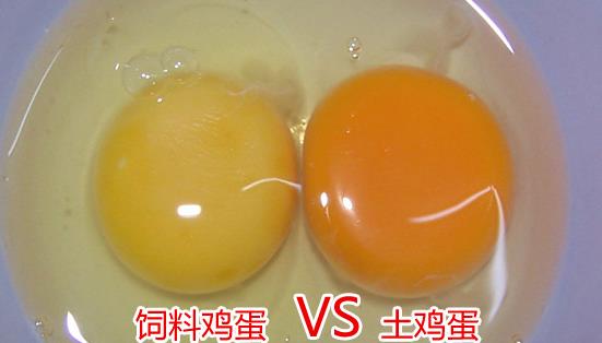 土雞蛋與普通雞蛋有什么區別 土雞蛋與普通雞蛋營養價值對比分析