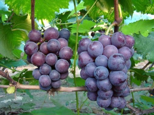 食用巨峰葡萄的注意事項-巨峰葡萄的功效與作用