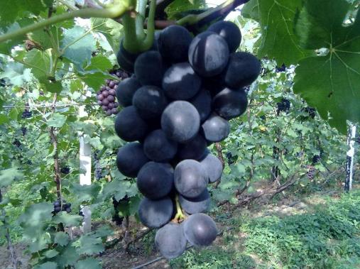 食用巨峰葡萄的注意事項-巨峰葡萄的功效與作用