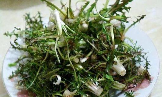 ?喉嚨痛能喝蒲公英水嗎?喝蒲公英水有哪些好處?