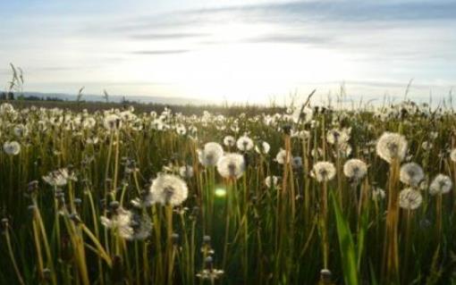 喉嚨痛能喝蒲公英水嗎?喝蒲公英水有哪些好處?