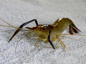 河蝦和龍蝦怎么洗?怎么進行河蝦的冷凍處理