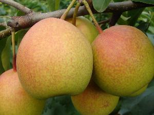 怎樣挑選梨？如何挑選到好吃的梨