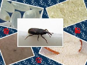 大米生蟲子了怎么辦?如何防止大米生蟲子