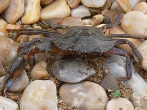 如何保存活的螃蟹？螃蟹的保鮮方法