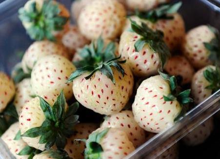 菠蘿莓多少錢一斤?菠蘿莓如何選購