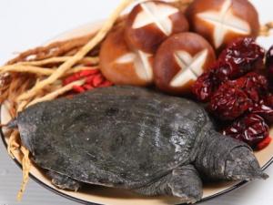 如何挑選甲魚？甲魚的挑選方法