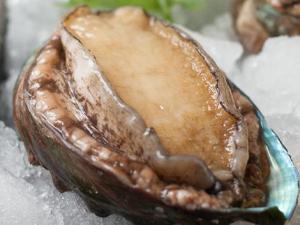 如何挑選優質鮑魚？鮑魚的挑選方法