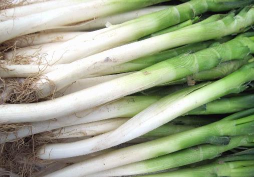 冬天怎樣儲(chǔ)存大蔥?大蔥的儲(chǔ)存方法