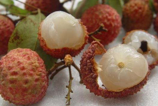 ���r��֦���xُ(g��u)����-���x���r��֦��С����