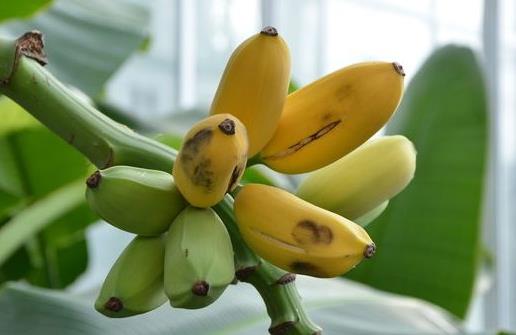 吃芭蕉會便秘嗎.jpg