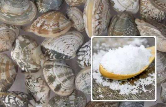 蛤蜊清洗竅門-蛤蜊的食用方法