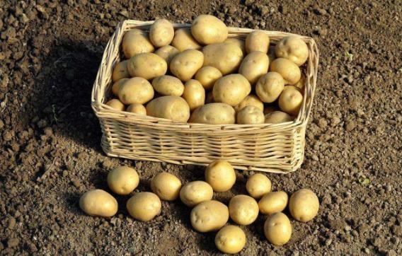 如何儲存土豆?土豆的儲存方法 土豆保存妙招