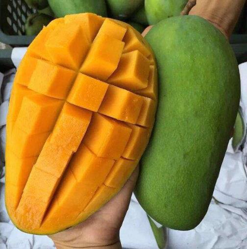 大青芒果硬的能直接吃嗎 怎么辨別青芒果熟沒(méi)熟 催熟青芒果妙招