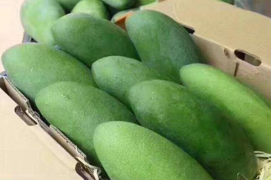 大青芒果硬的能直接吃嗎 怎么辨別青芒果熟沒(méi)熟 催熟青芒果妙招