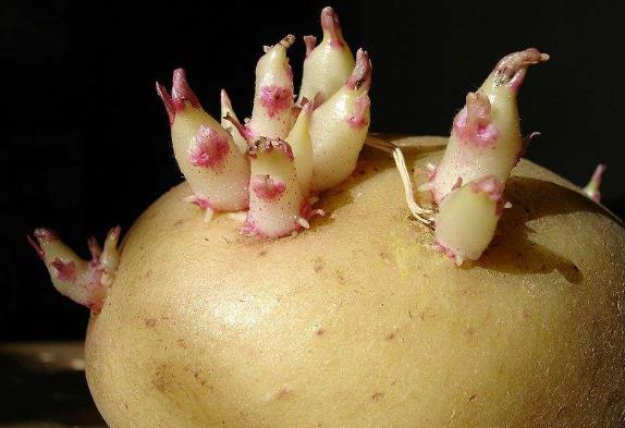 發芽的馬鈴薯含有什么毒素(龍葵素)?土豆如何保存不發芽?