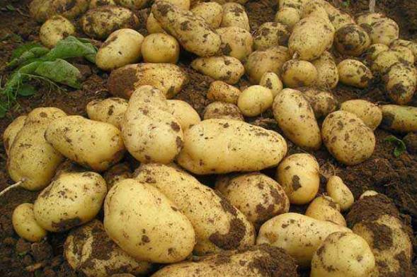 發芽的馬鈴薯含有什么毒素(龍葵素)?土豆如何保存不發芽?