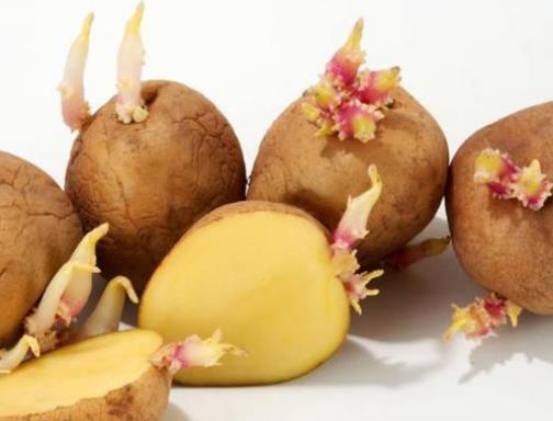 發芽的馬鈴薯含有什么毒素(龍葵素)?土豆如何保存不發芽?