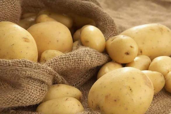 發芽的馬鈴薯含有什么毒素(龍葵素)?土豆如何保存不發芽?