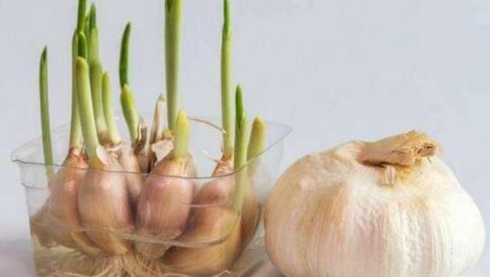 大蒜發(fā)芽了還能吃嗎?大蒜有哪些功效及作用