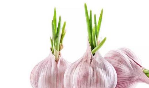 大蒜發(fā)芽了還能吃嗎?大蒜有哪些功效及作用