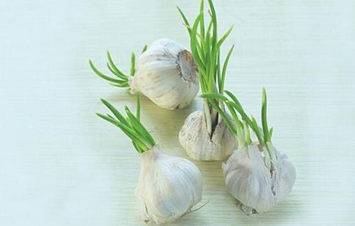 大蒜發(fā)芽了還能吃嗎?大蒜有哪些功效及作用