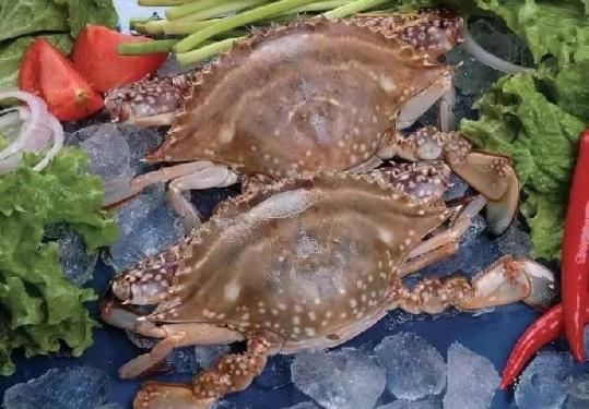 梭子蟹清洗步驟 梭子蟹蒸多久 孕婦能吃梭子蟹嗎