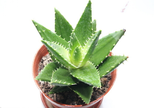 �J�C��ô�B-�J�C�Bֳ��ע�����