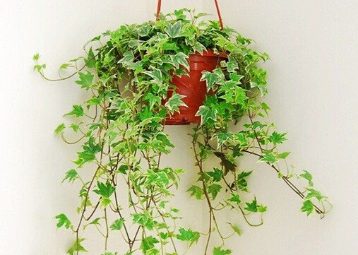 ���m���B(y��ng)ֳ����-���m�~��׃�S��ô�k��