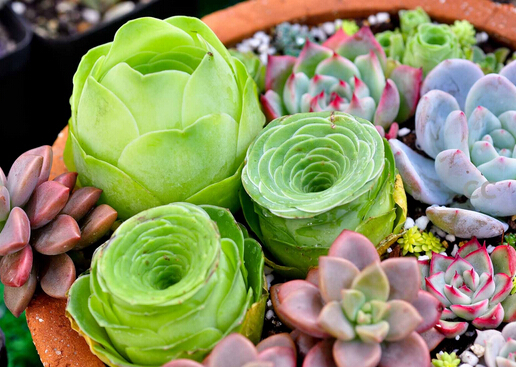 ����ֲ����ô�B(y��ng)����νo����ֲ�ˮ��