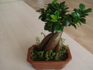 榕樹盆景怎么養(yǎng)?榕樹盆景如何進(jìn)行病蟲害防治