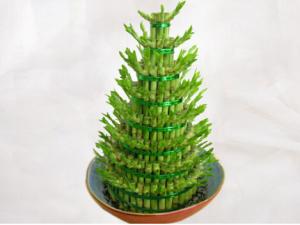 富貴竹葉子發黃怎么辦?富貴竹怎么水養?