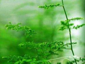 文竹葉子發黃怎么辦-文竹怎么養?