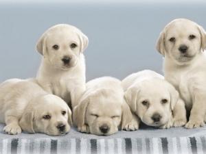 小狗吃什么最好?小狗吃多了怎么辦?