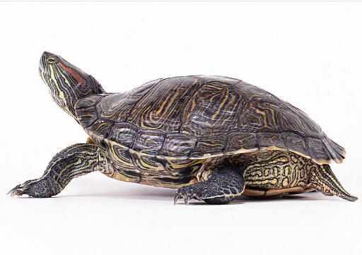 烏龜不吃食的原因-怎么喂烏龜?