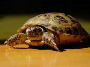 烏龜怎么分公母?烏龜的種類