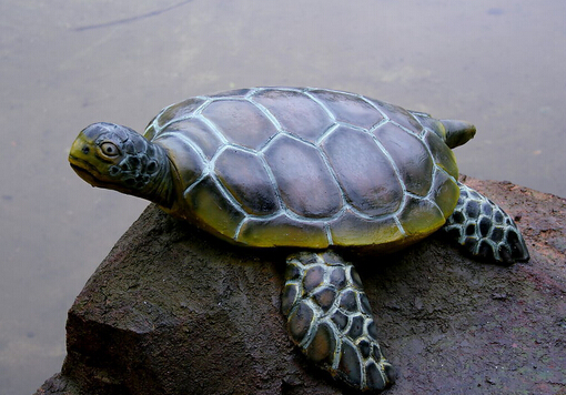 烏龜眼睛睜不開怎么辦?烏龜眼睛睜不開怎么回事