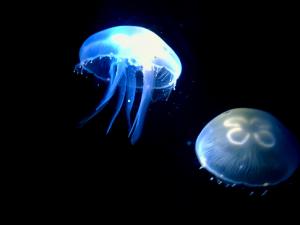 水母怎么養(yǎng)?水母是怎么運(yùn)動(dòng)的?