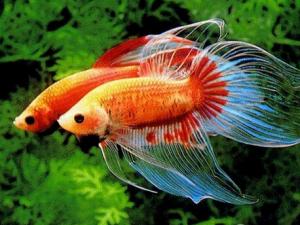 斗魚怎么養？斗魚養殖的注意事項