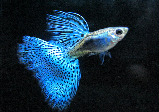 孔雀魚(yú)怎么養(yǎng)?孔雀魚(yú)爛尾怎么辦?