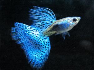 孔雀魚怎么養?孔雀魚爛尾怎么辦?