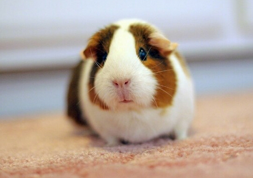 荷蘭豬怎么養(yǎng)?荷蘭豬的養(yǎng)殖方法