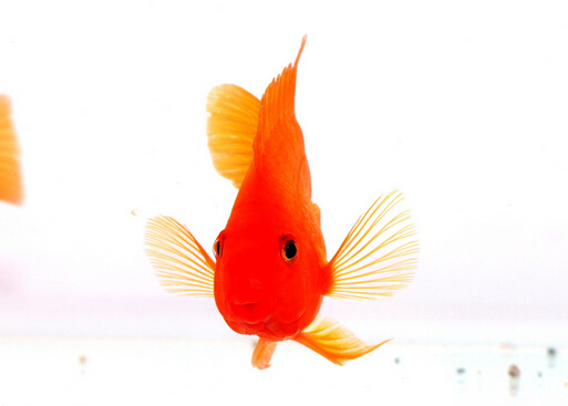 血鸚鵡怎么養?血鸚鵡有什么特性?