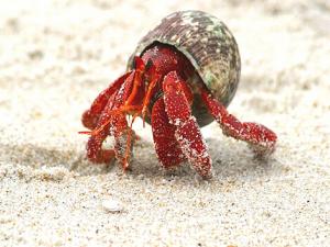 寄居蟹怎么養(yǎng)?養(yǎng)殖寄居蟹注意事項