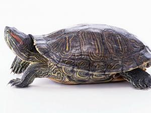 巴西龜?shù)慕榻B-巴西龜怎么養(yǎng)?