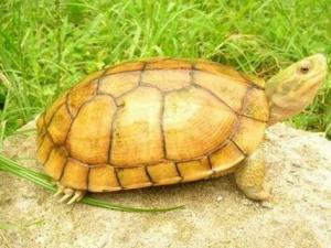 金錢龜的介紹-金錢龜怎么養?