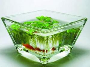 家居風水魚缸的擺放