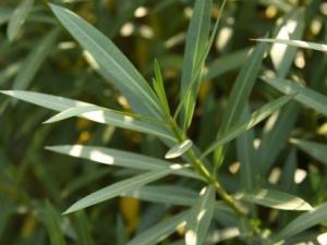 蟑螂防治:防治蟑螂的最有效辦法