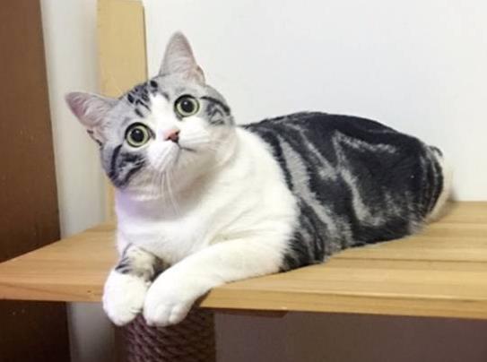 怎么判斷貓咪有沒有心臟病?美短心臟病很多嗎?